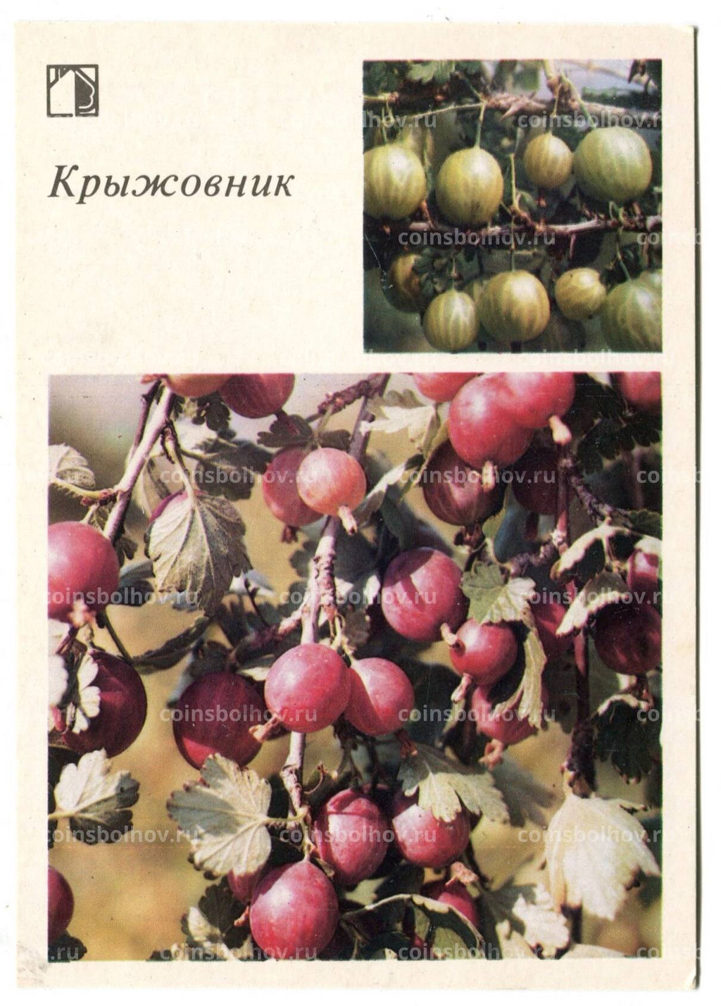 Открытка Крыжовник