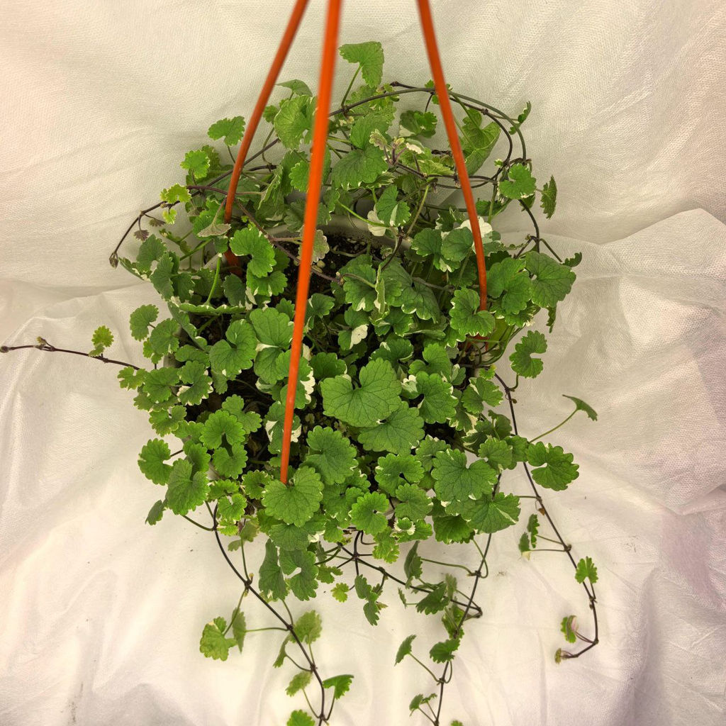 Будра плющелистная варигатная