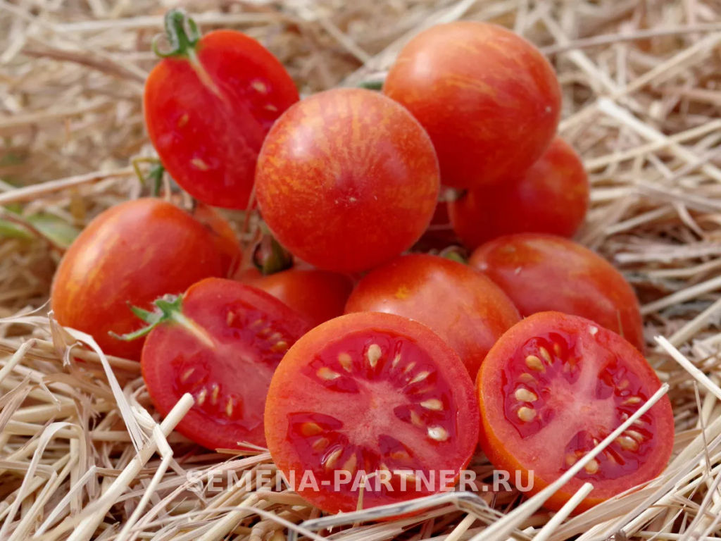 Томат Маленькое Чудо - Партнер фото 6