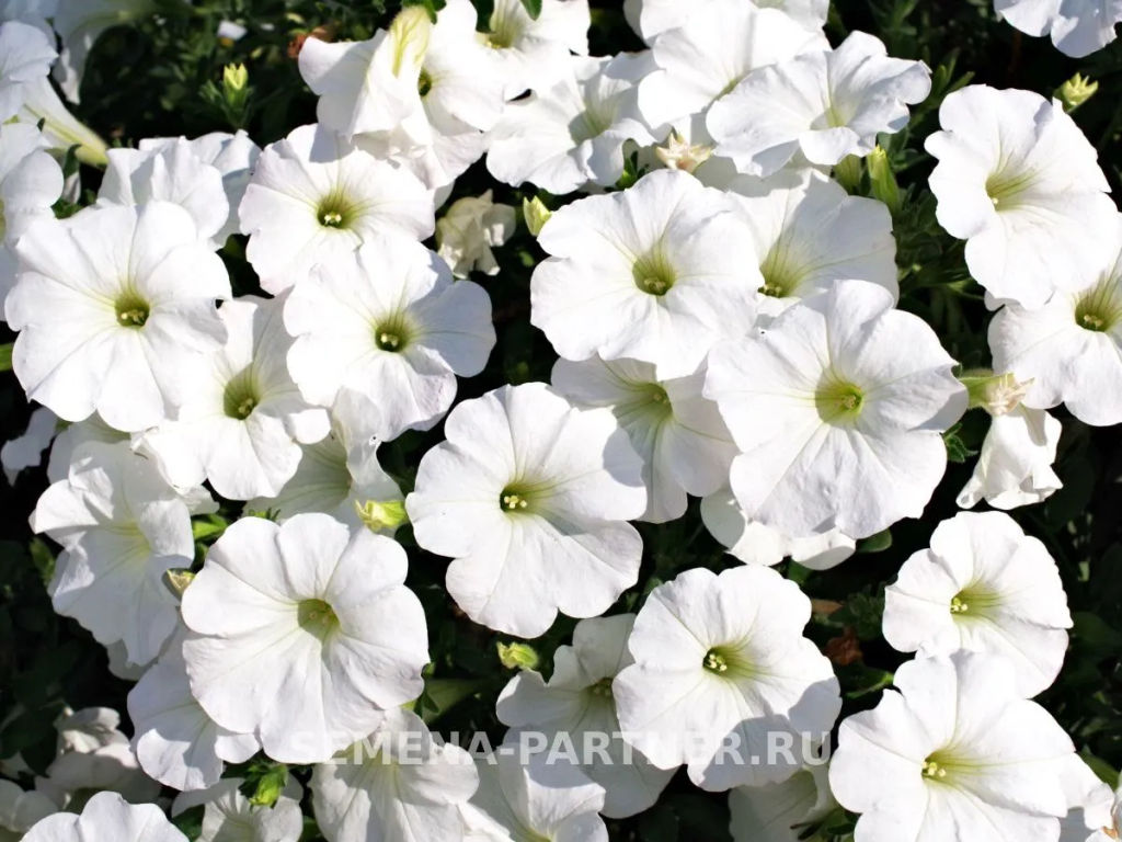 Петуния Зацветёт Long Айс Квин многоцветковая ампельная - Партнер фото 4