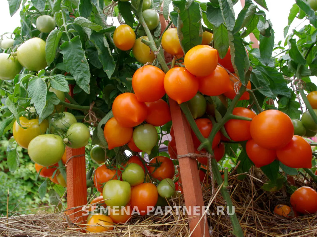 Томат Артистка - Партнер фото 7