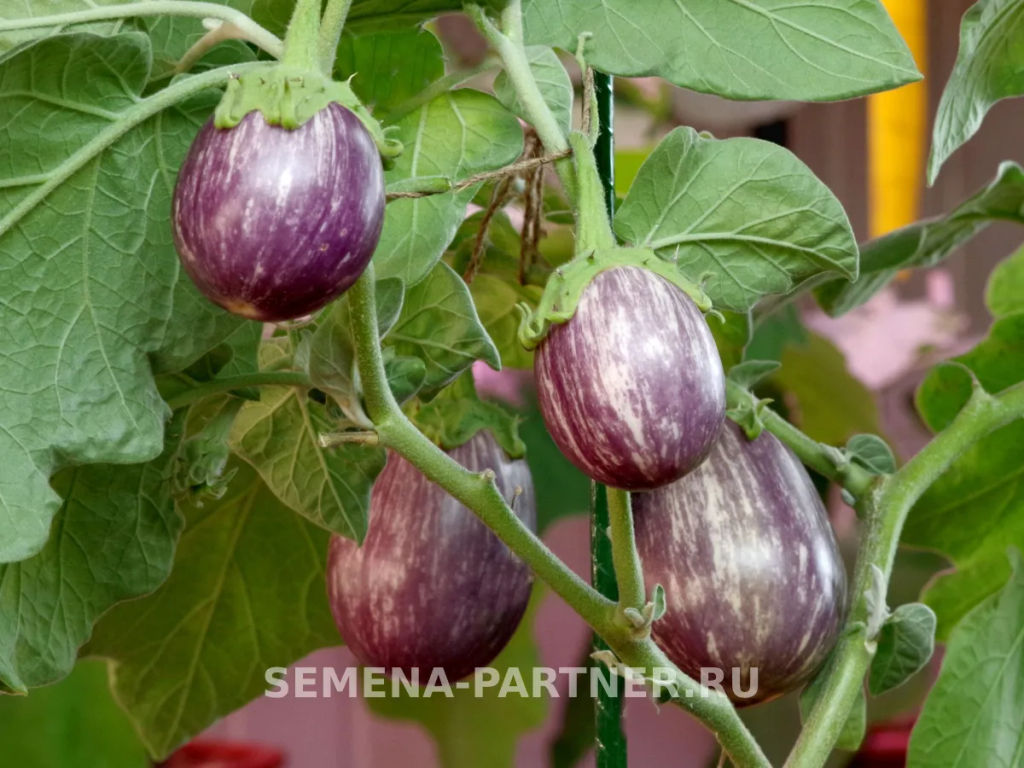 Баклажан Юнга - Партнер фото 3