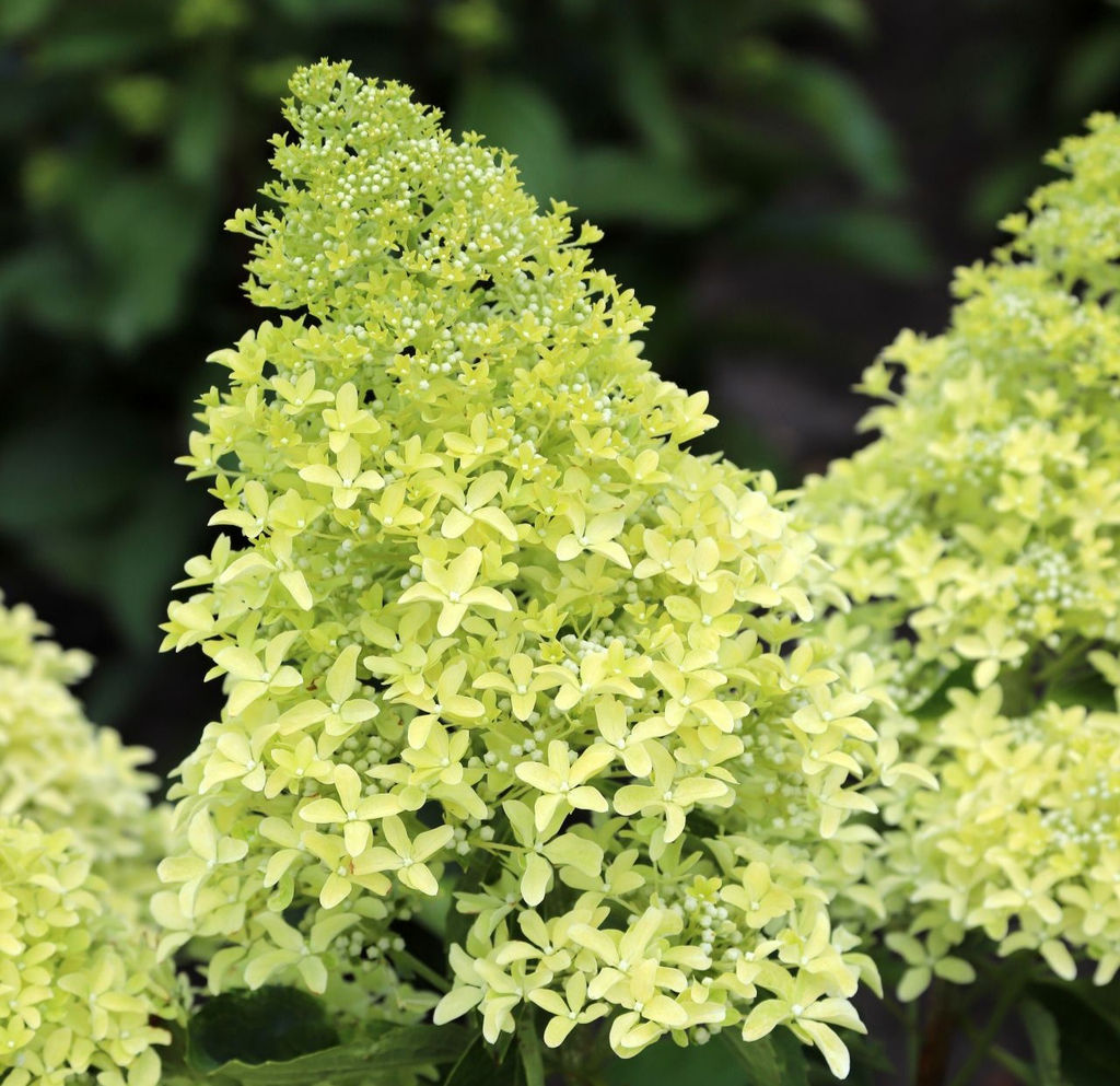 Гортензия метельчатая Magical Lime Sparkle (Мэджикал Лайм Спаркл) - Голландские луковицы фото 4