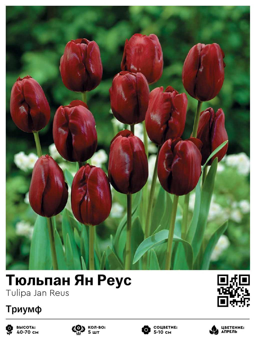 Тюльпан Jan Reus (Триумф) - Голландские луковицы фото 2
