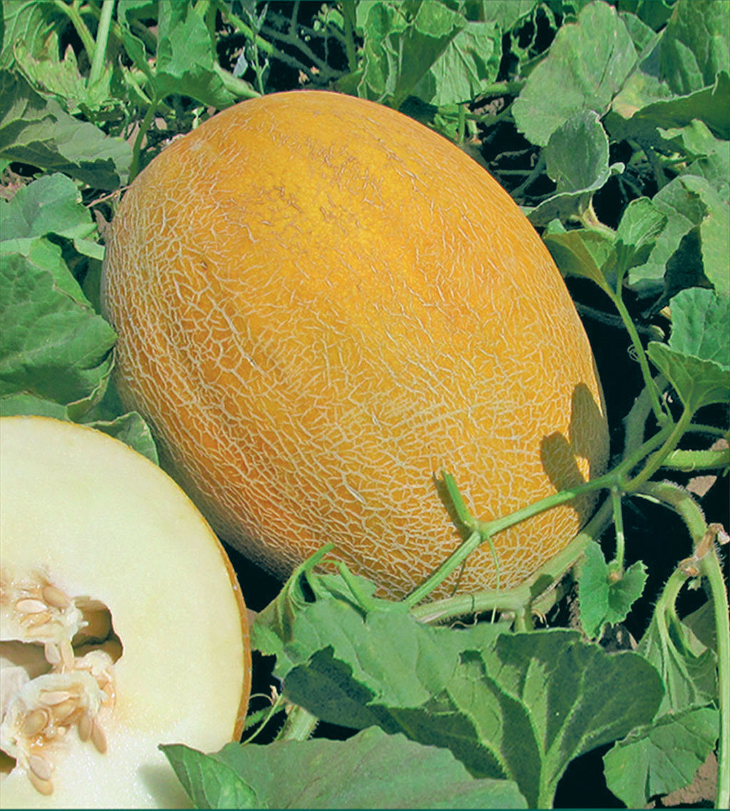 Дыня Млада (А) (ЦВ) 15шт. - Поиск фото 2