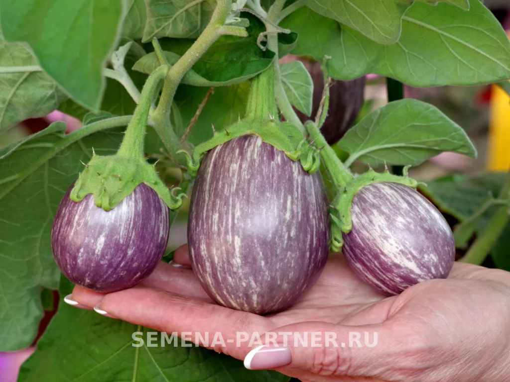 Баклажан Юнга - Партнер фото 2