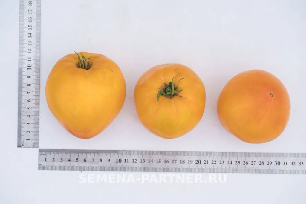 Томат Желтая Империя - Партнер фото 5