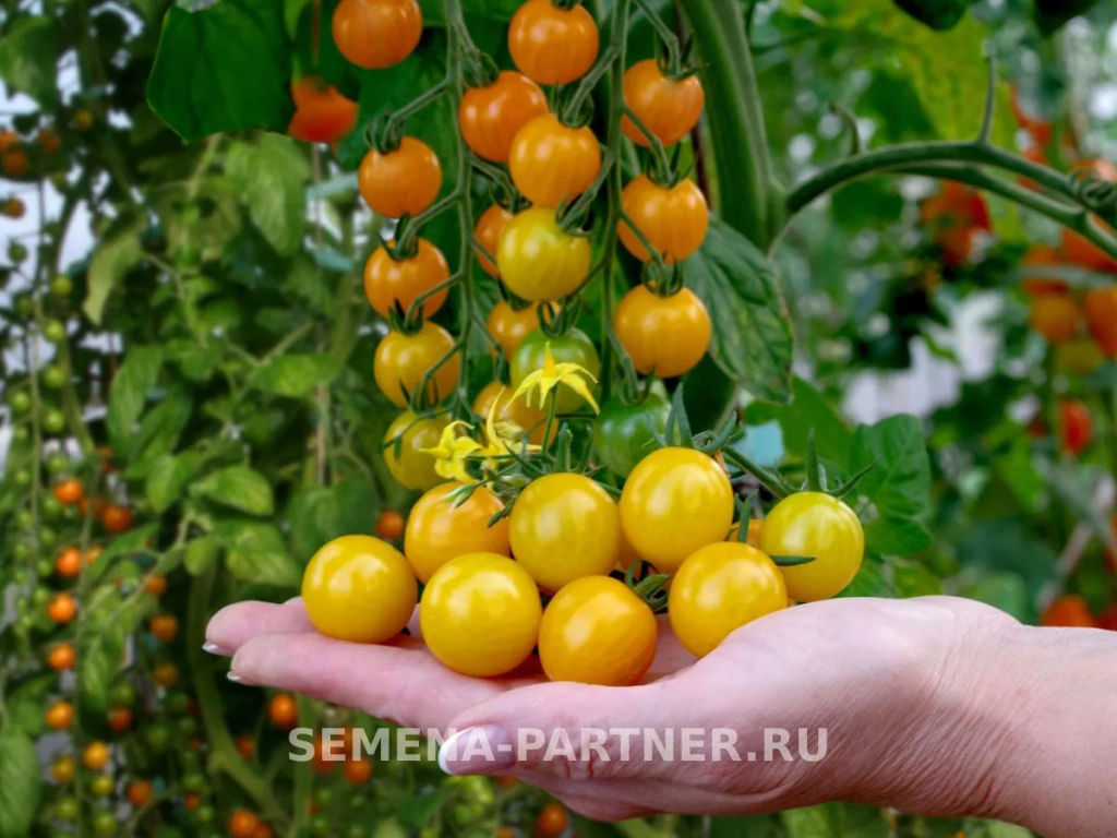 Томат Дори - Партнер фото 7