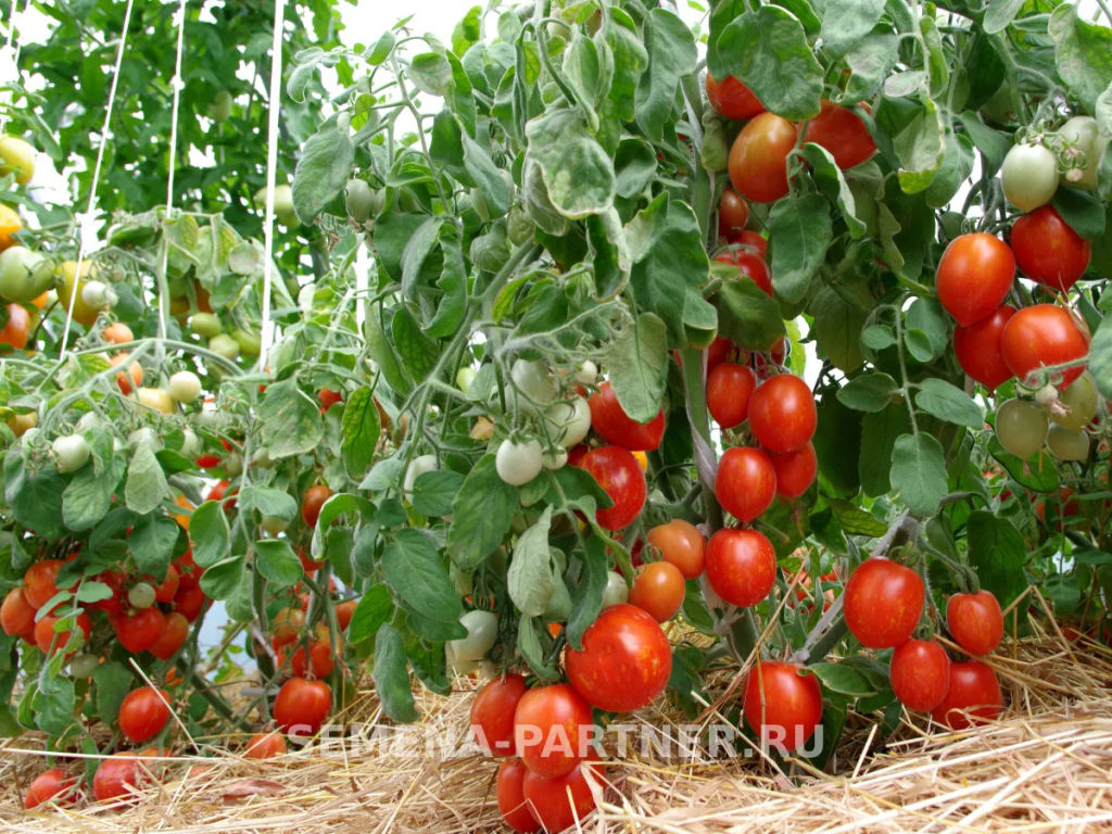 Томат Маленькое Чудо - Партнер фото 4
