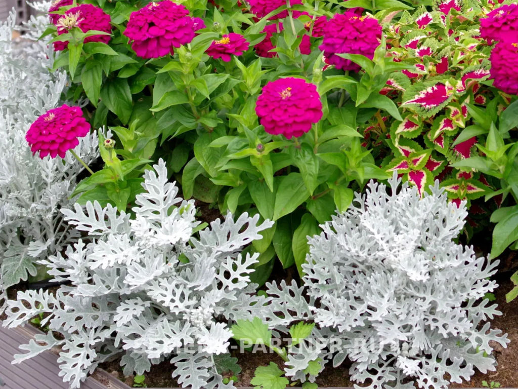 Цинерария приморская Сильвер Фрост - Партнер фото 3