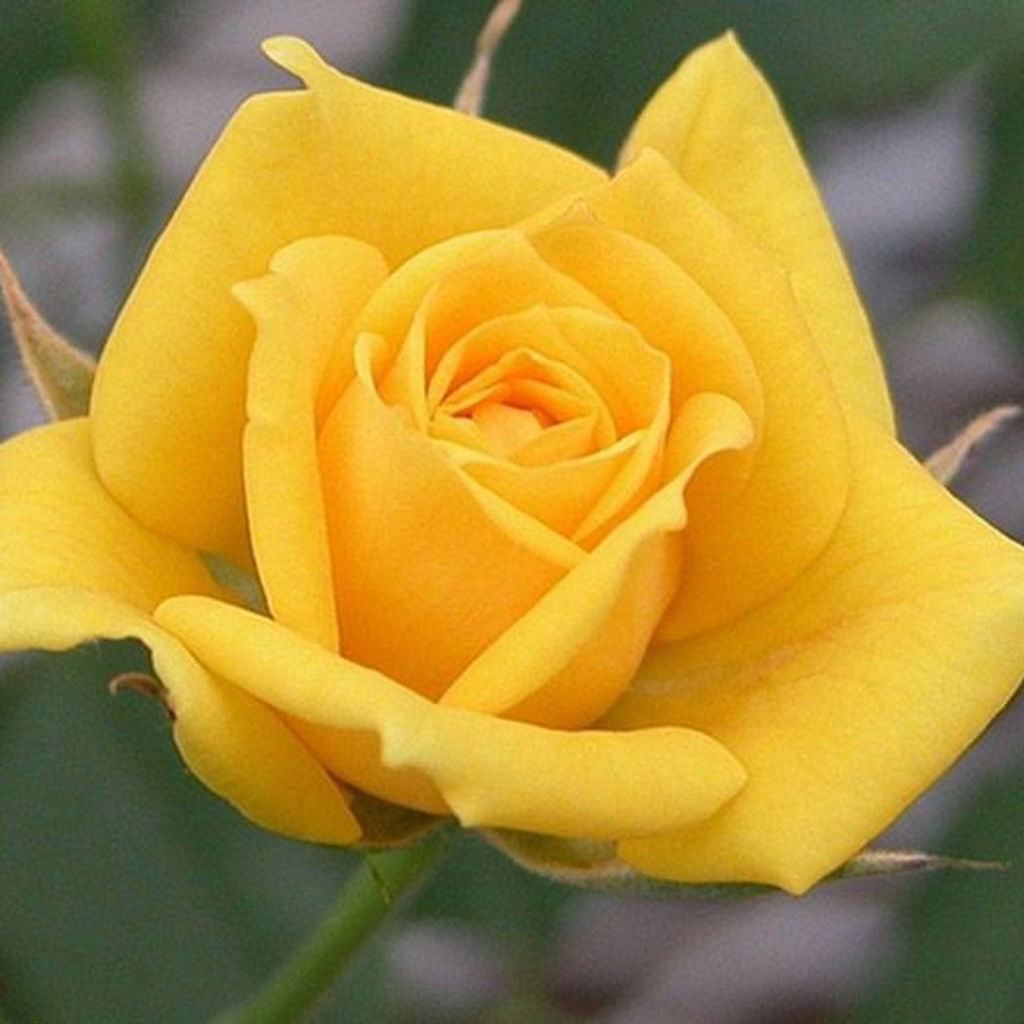 Роза чайно-гибридная Мохана