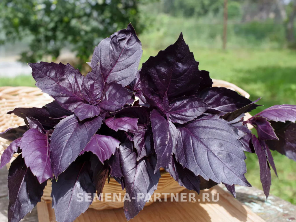 Базилик Рози фиолетовый - Партнер фото 6