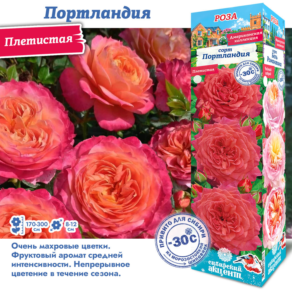 Роза Портландия (Плетистые) 1шт
