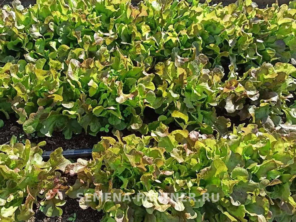 Салат листовой Эмили - Партнер фото 5