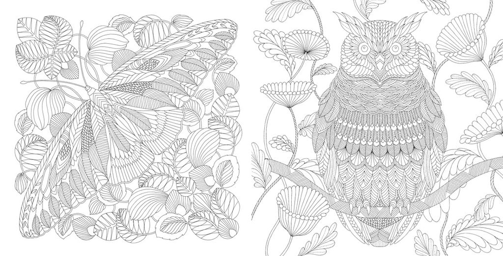 Чудеса природы. Золотая коллекция любимых иллюстраций (тв.обл.). Маротта М. - Колибри фото 2