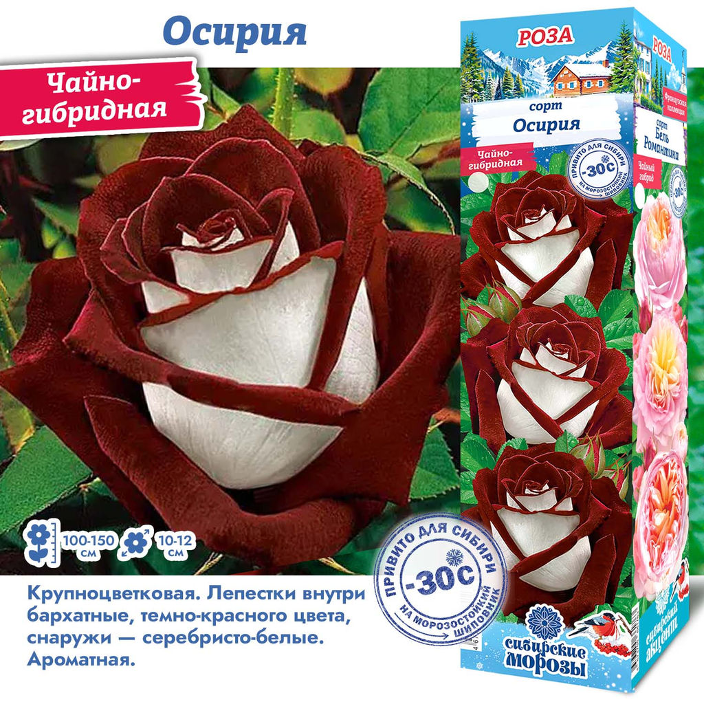 Роза Осирия (Чайно-гибридная) 1шт