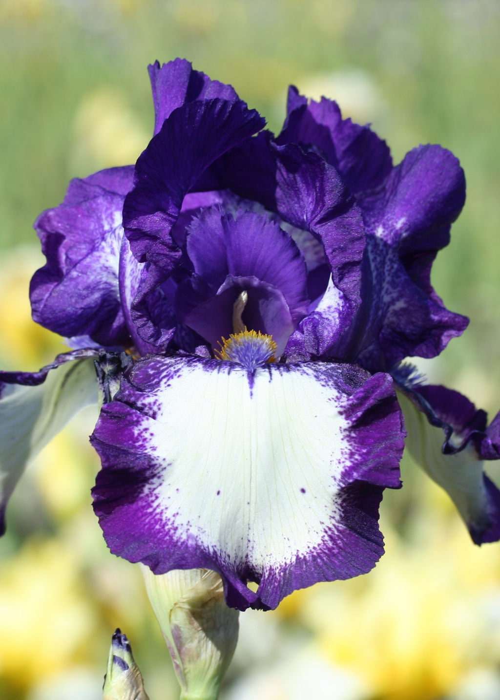 Ирис Stepping Out (Германский) - Голландские луковицы фото 2