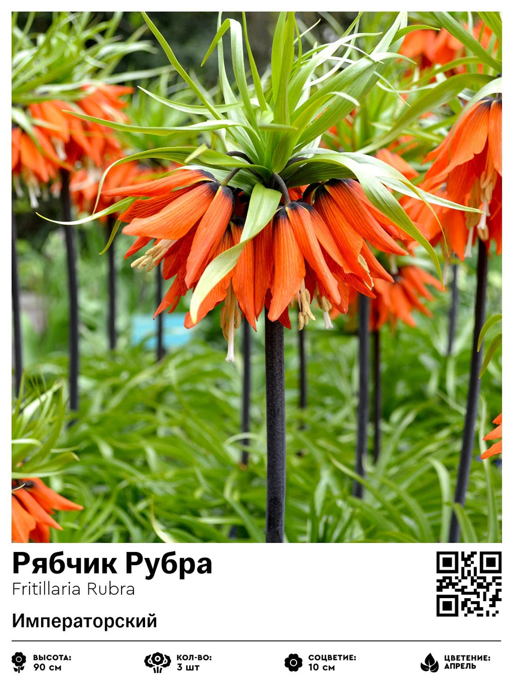 Рябчик Rubra - Голландские луковицы фото 2