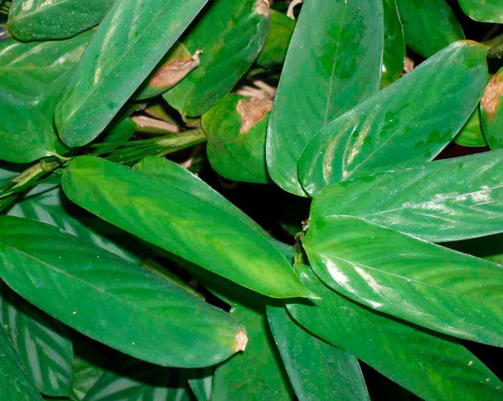 скрыт Ктенанта (изумрудный лист)