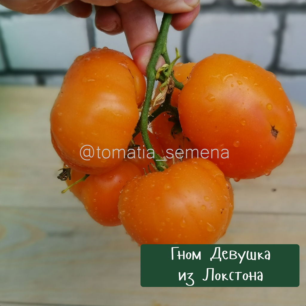 Гном Девушка из Локстона - Tomatia фото 3