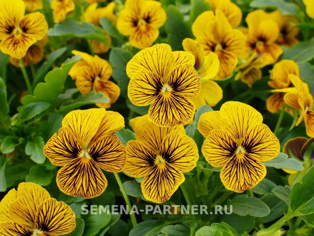 Виола Соблазн Шерхан - Партнер фото 3