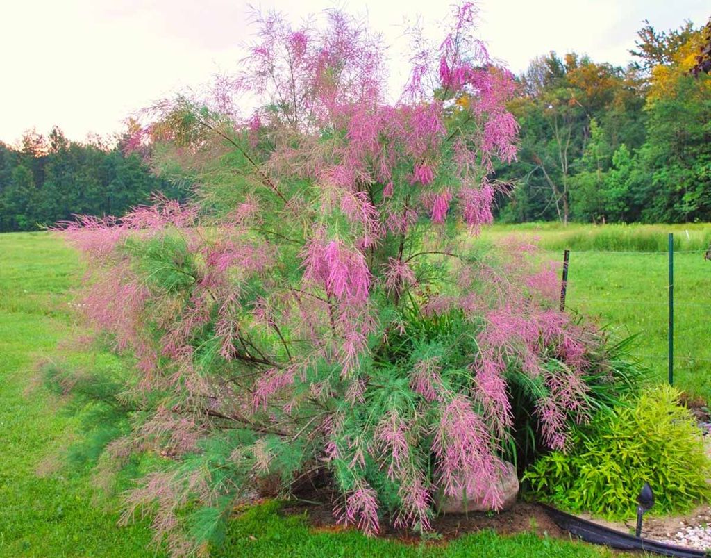 Тамарикс (25-30см) - 1000корней фото 3