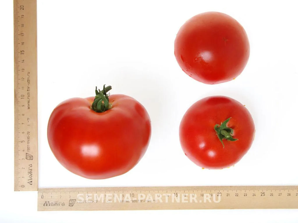Томат Момбаса - Партнер фото 6