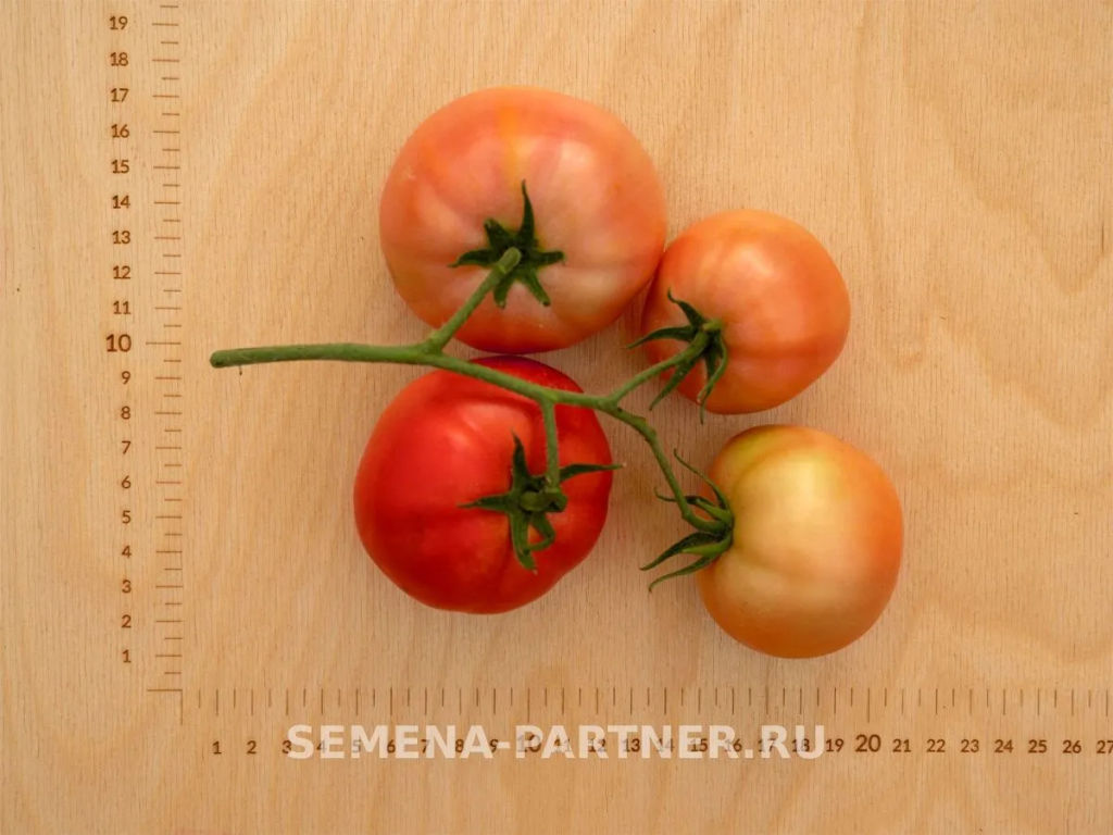 Томат Монополия - Партнер фото 5