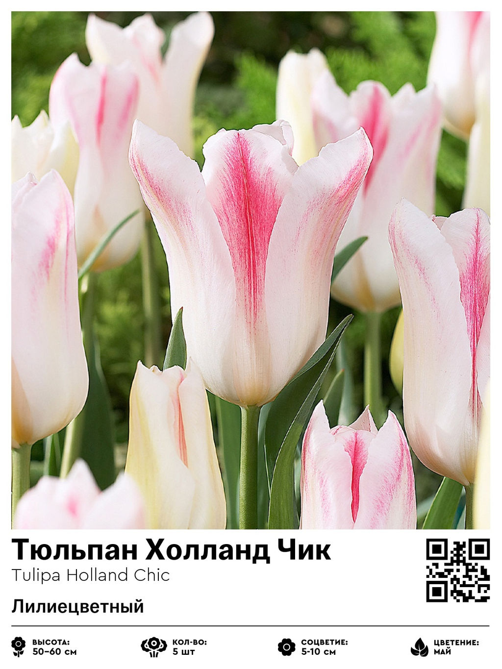 Тюльпан Holland Chic (Лилиецветный) - Голландские луковицы фото 5