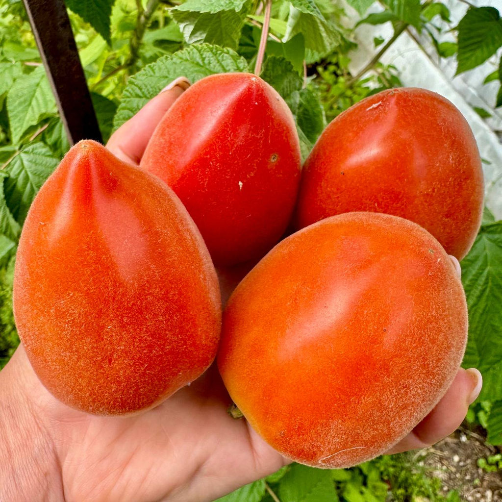 Гном Мохнатый шмель НОВИНКА 2025 года!