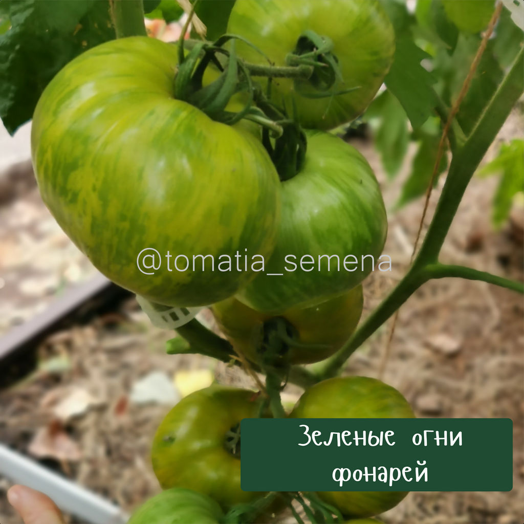 Зеленые огни фонарей - Tomatia фото 2