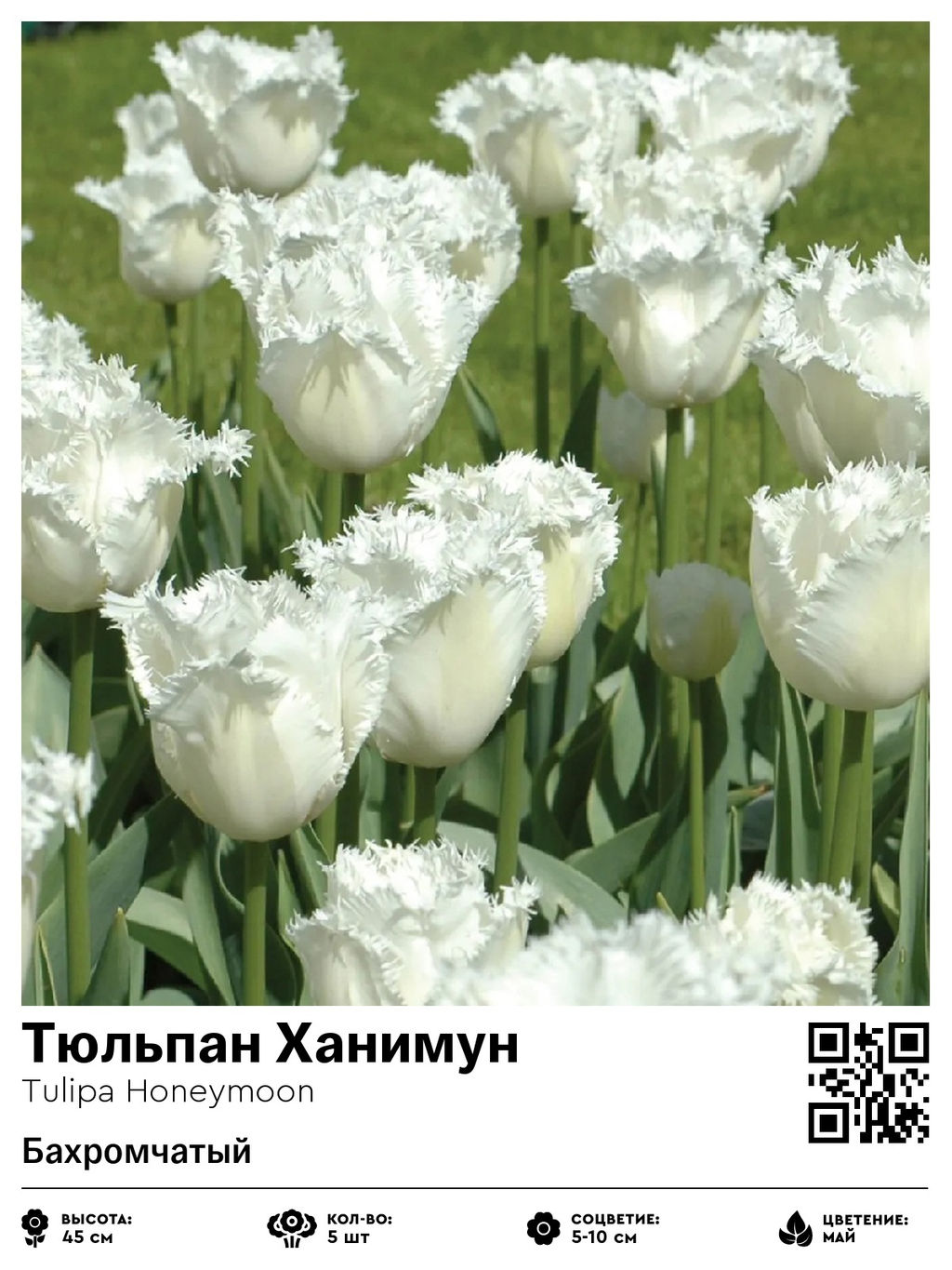 Тюльпан Honeymoon (Бахромчатый) - Голландские луковицы фото 2