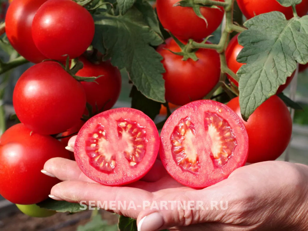 Томат Ахмар - Партнер фото 7