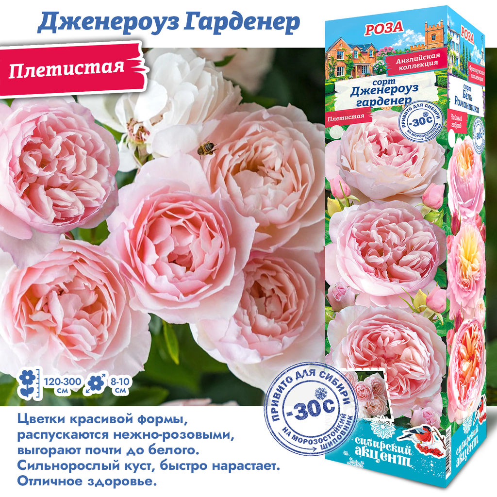Роза Дженероуз Гарденер (Плетистая) 1шт