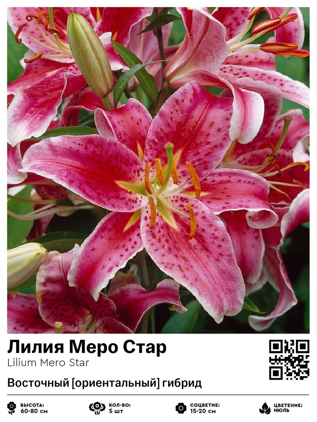 Лилия Mero Star (Восточный ориентальный гибрид) - Голландские луковицы фото 2