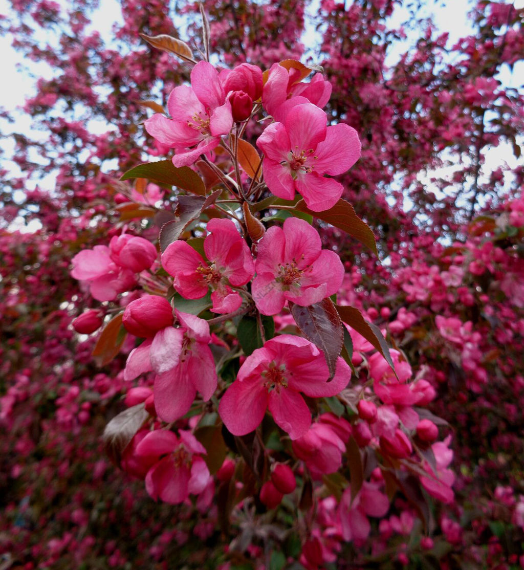 Яблоня Недзвецкого (декоративная)