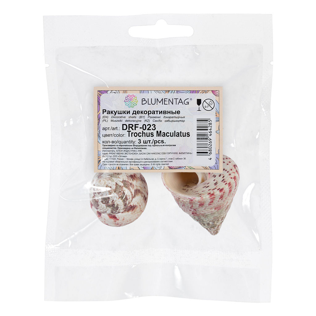 Blumentag / Zlatka DRF-023 Ракушки морские 3 шт. 6.3 см Trochus Maculatus  фото 3
