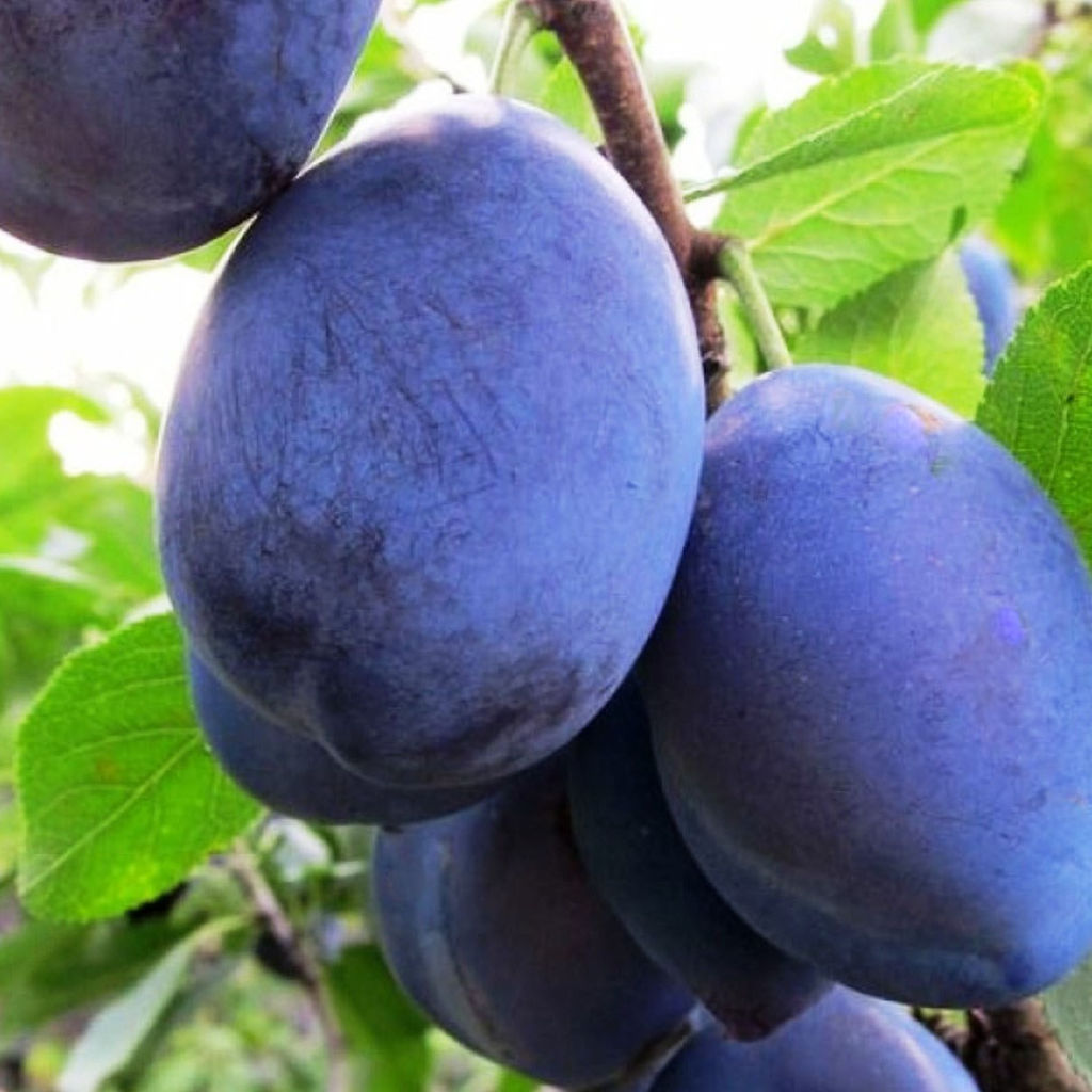 Слива Кромань