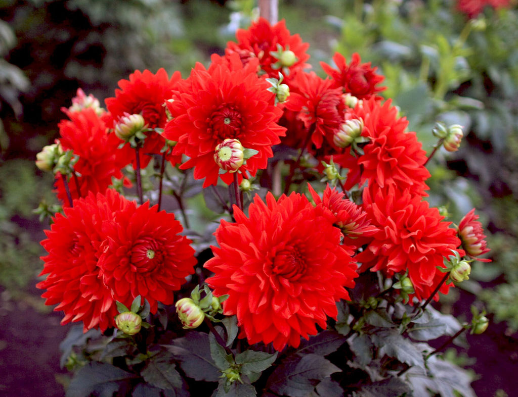 ГЕОРГИНА Анхем Разбор I Кол-во упак., шт 1