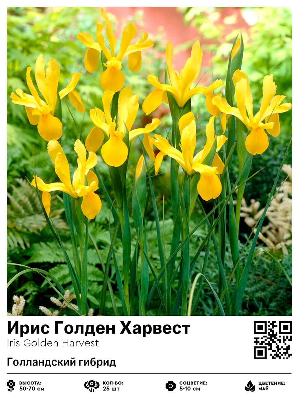 Ирис Golden Harvest (Голландский гибрид) - Голландские луковицы фото 2