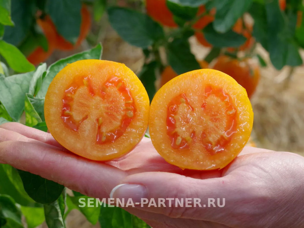 Томат Сиеста - Партнер фото 7