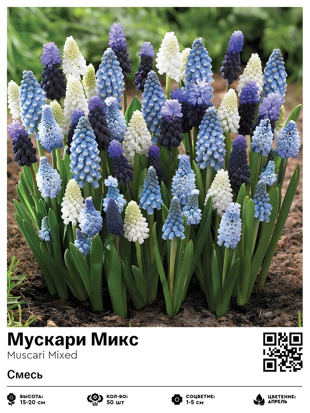 Мускари Mixed - Голландские луковицы фото 2