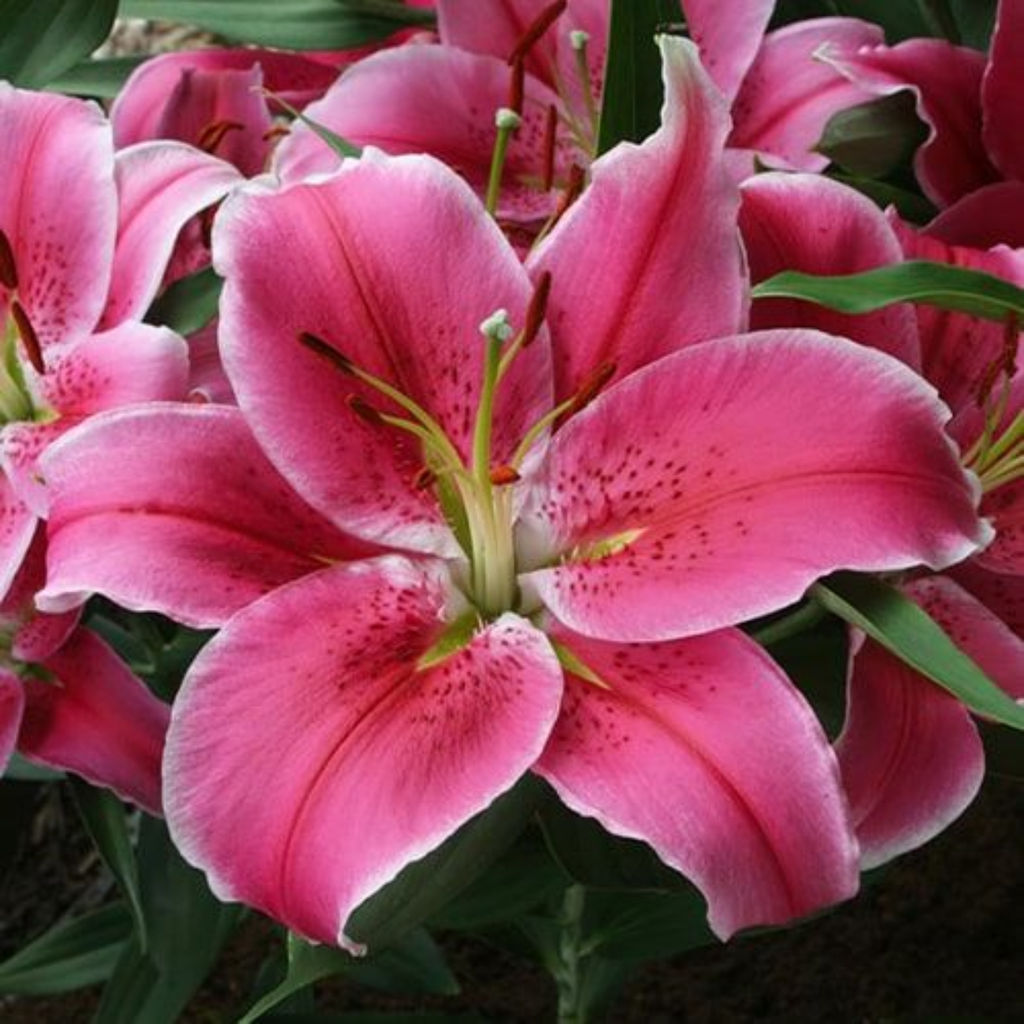 ЛИЛИЯ Социал Клаб Разбор 12/14 Кол-во упак., шт 5