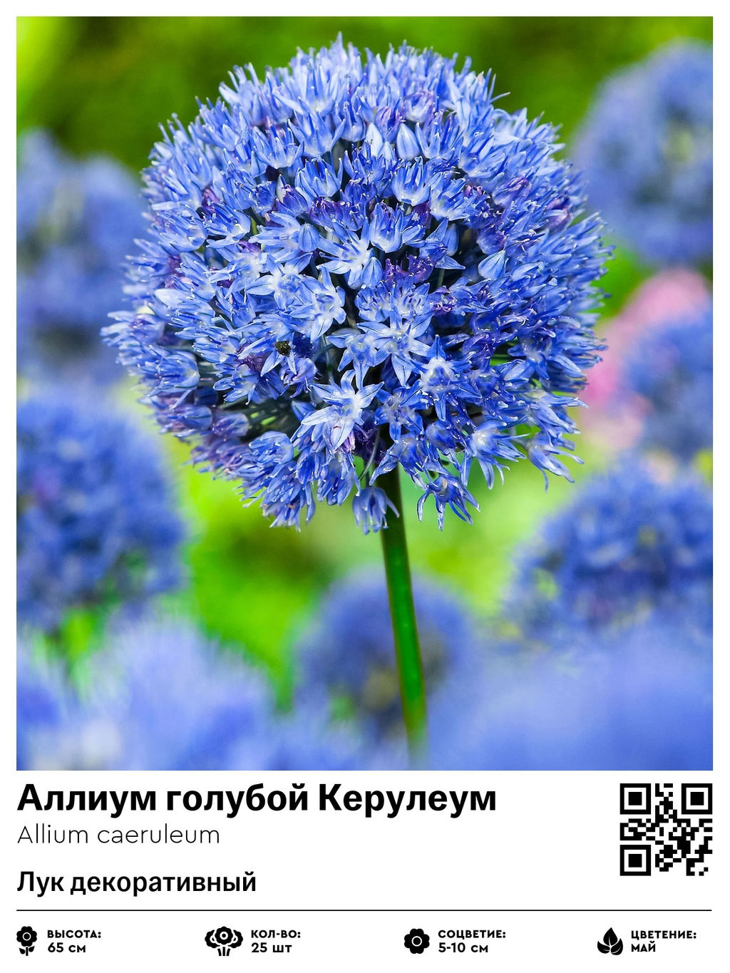 Аллиум Caeruleum (Лук декоративный) - Голландские луковицы фото 2