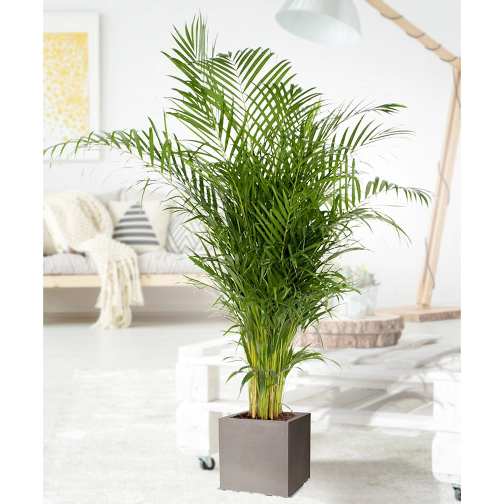 Пальма Арека дипсис