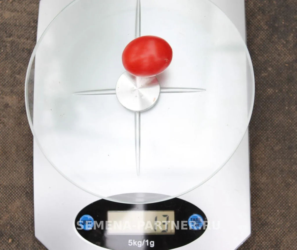 Томат Монпансье - Партнер фото 4