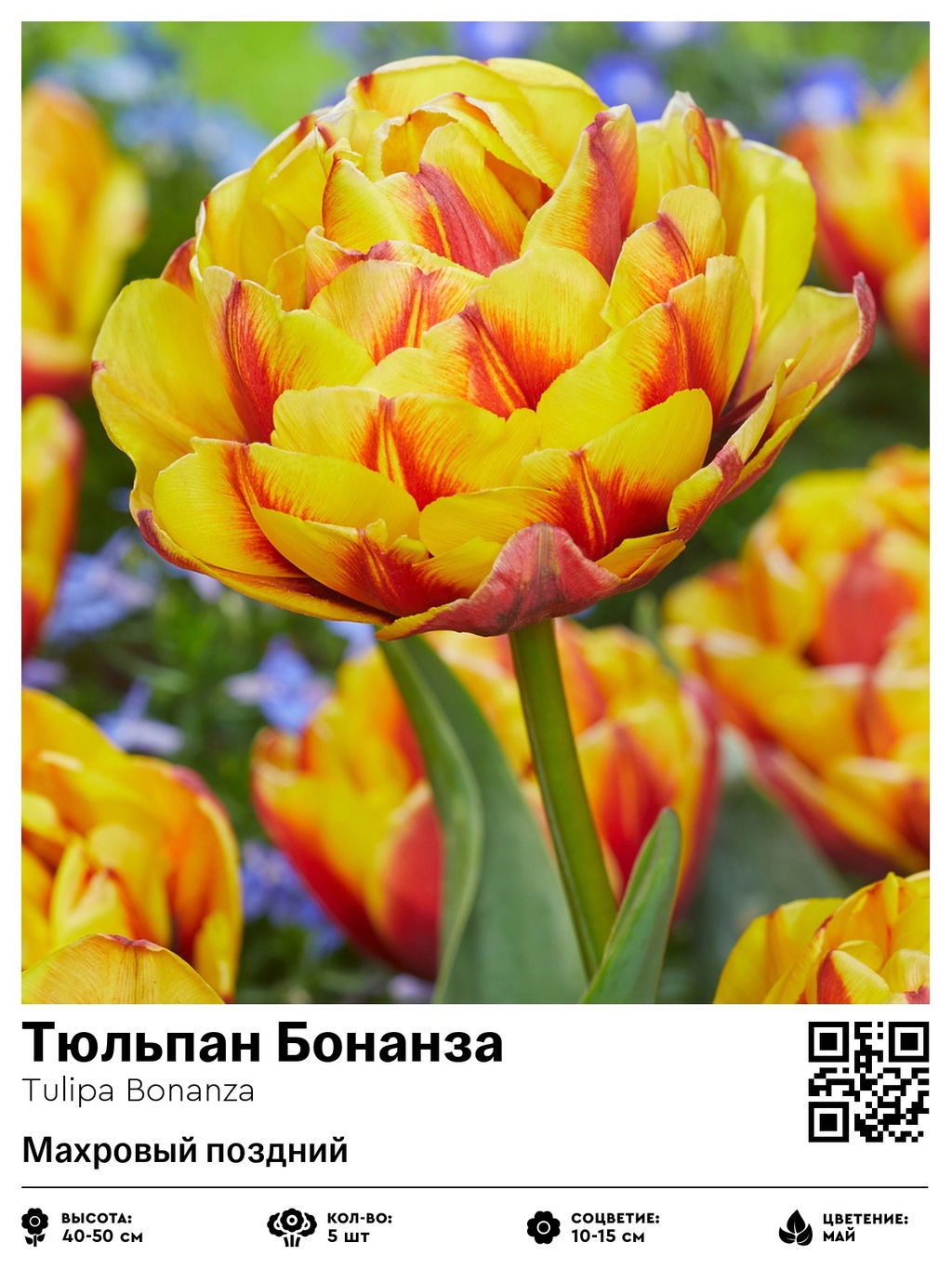 Тюльпан Bonanza (Махровый поздний) - Голландские луковицы фото 2