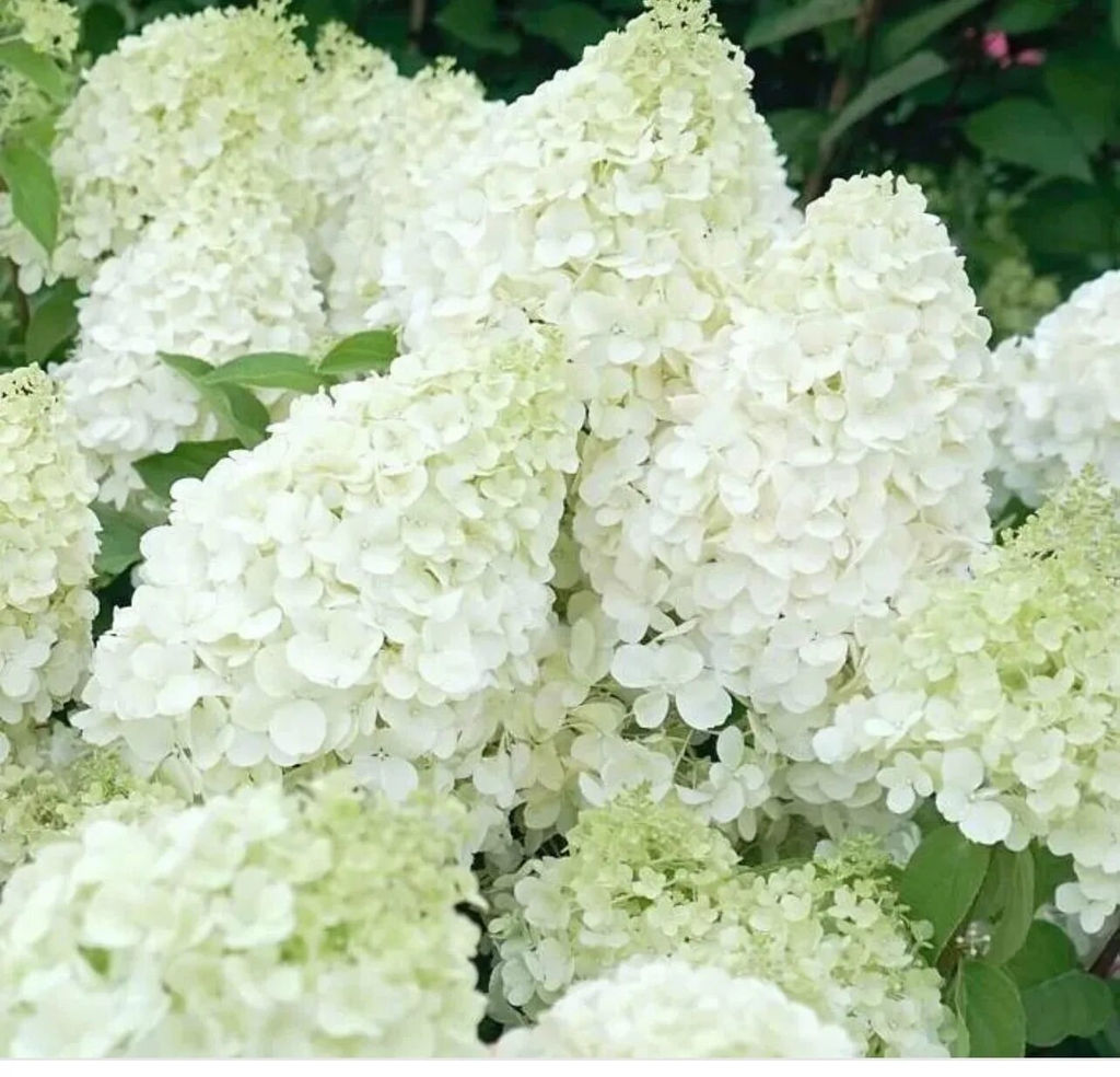 Гортензия метельчатая "Polar bear" ("Полар бир")