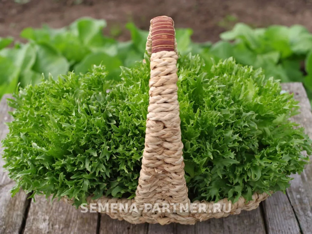 Салат листовой Фриллис - Партнер фото 6