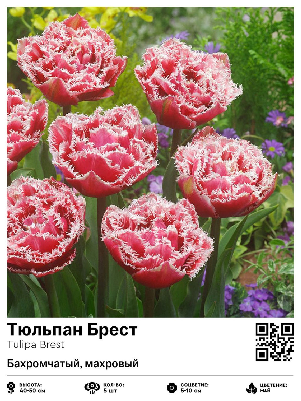 Тюльпан Brest (Бахромчатый, махровый) - Голландские луковицы фото 2